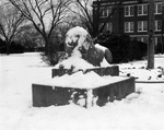 Resting Lion Covered in Snow by East Texas State Teachers College