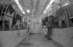 Milking Dairy Cattle by East Texas State University